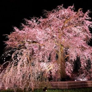 Meet your Posher, Sarina